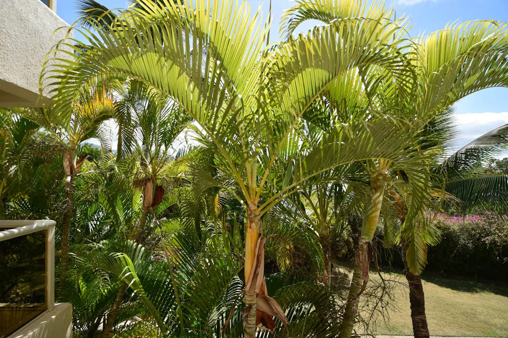 Maui Banyan Q203 & Q203A