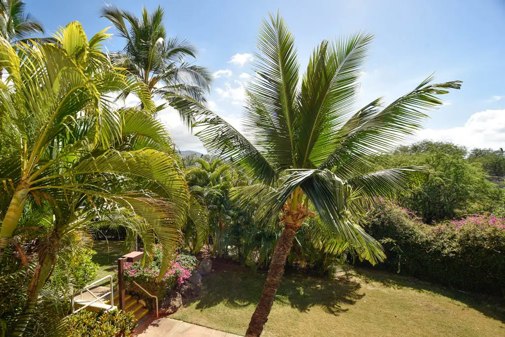 Maui Banyan Q203 & Q203A