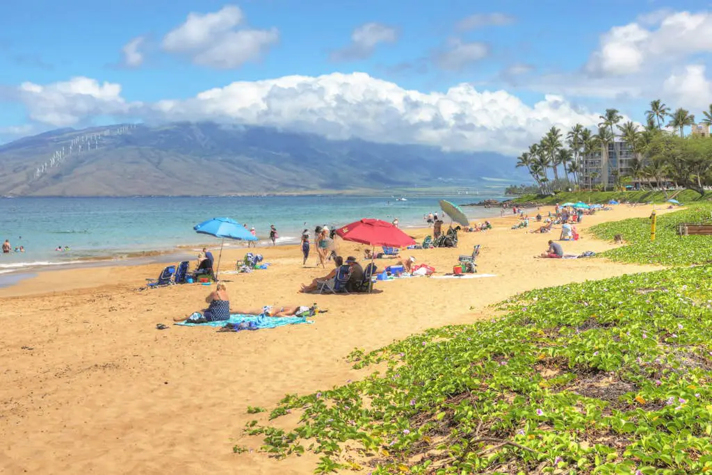Maui Banyan Q203 & Q203A