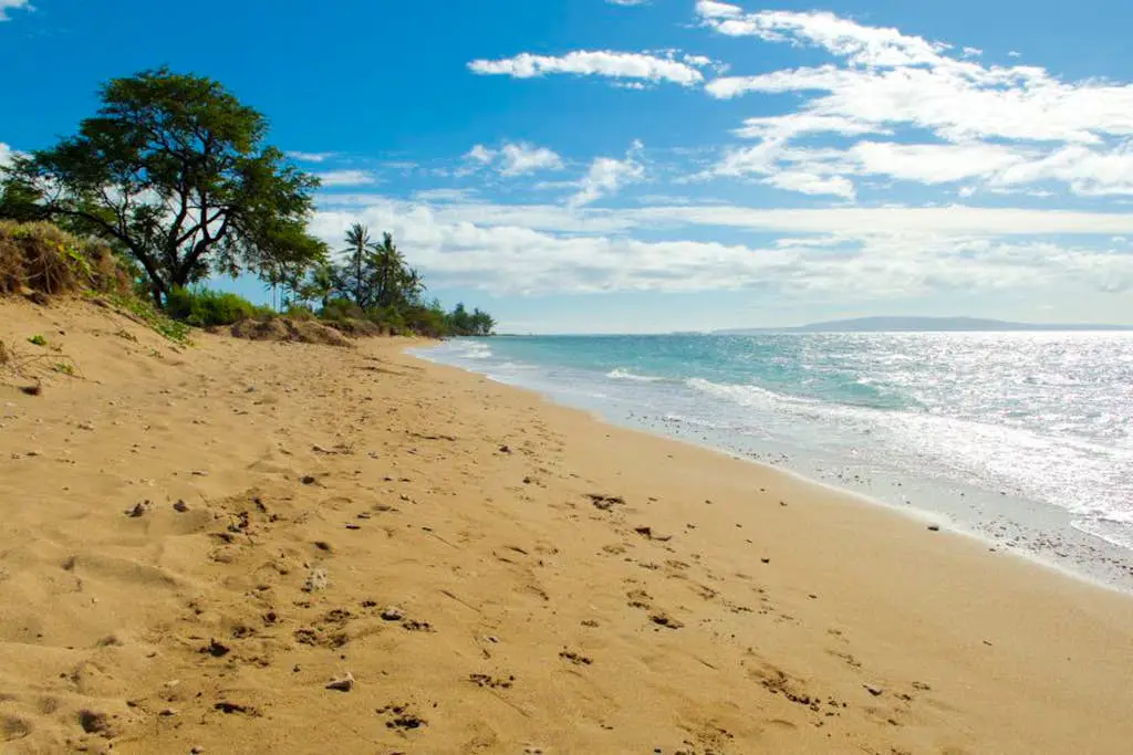 Maui Banyan Q203A