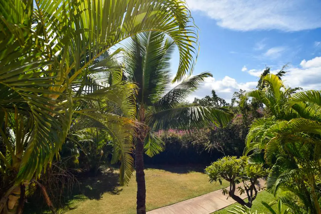 Maui Banyan Q203A