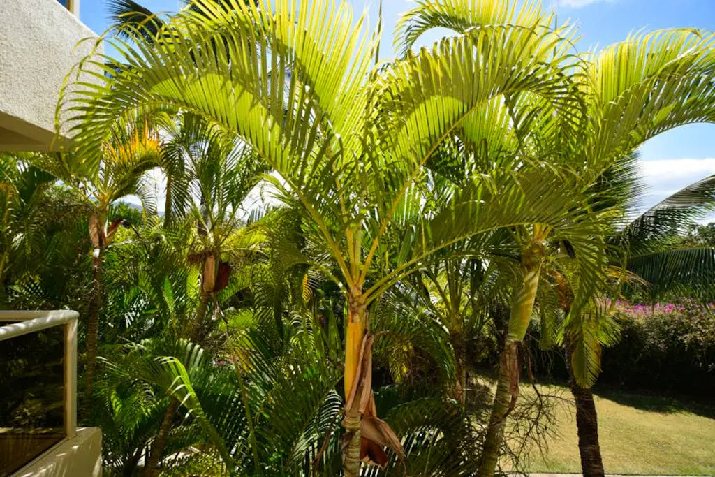 Maui Banyan Q203A