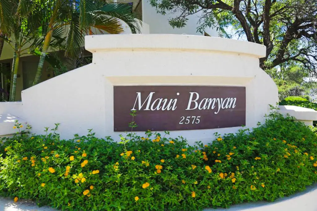 Maui Banyan Q203A