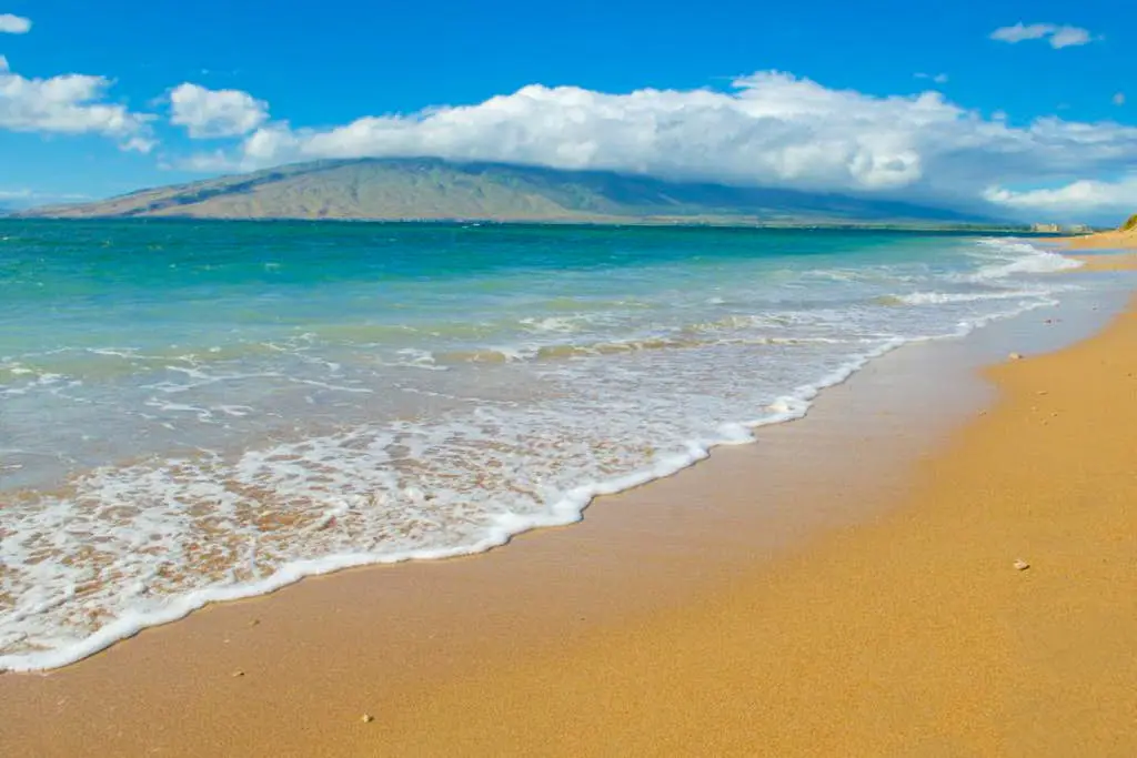 Maui Banyan Q203A