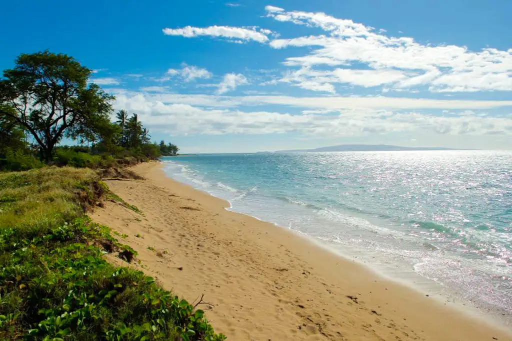 Maui Banyan Q203A