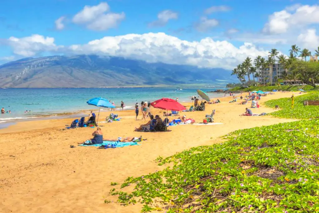 Maui Banyan Q203A