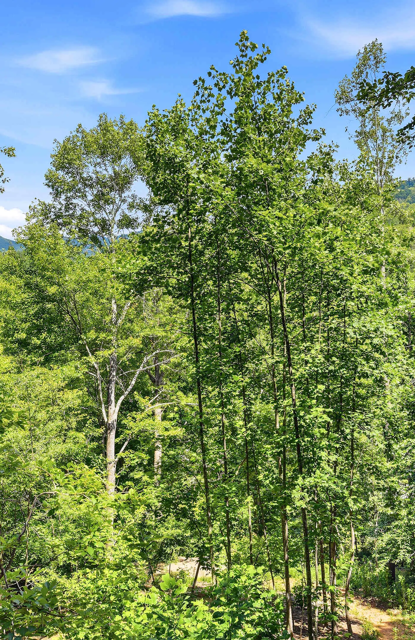 Luxury Treehouse, gas fireplace, BBQ, firepit, outdoor dining, shared creek access