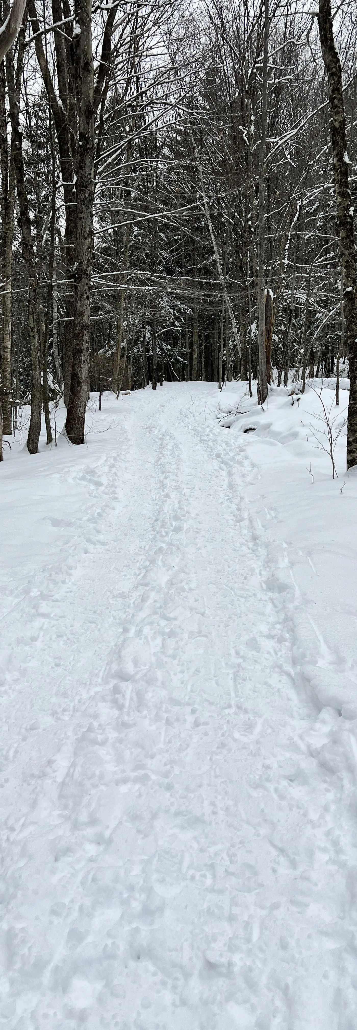 The Hoppy Skier