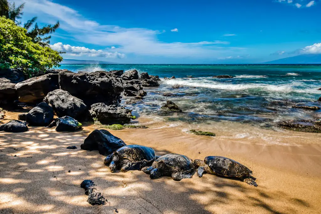 Mahina Surf 123 & 124