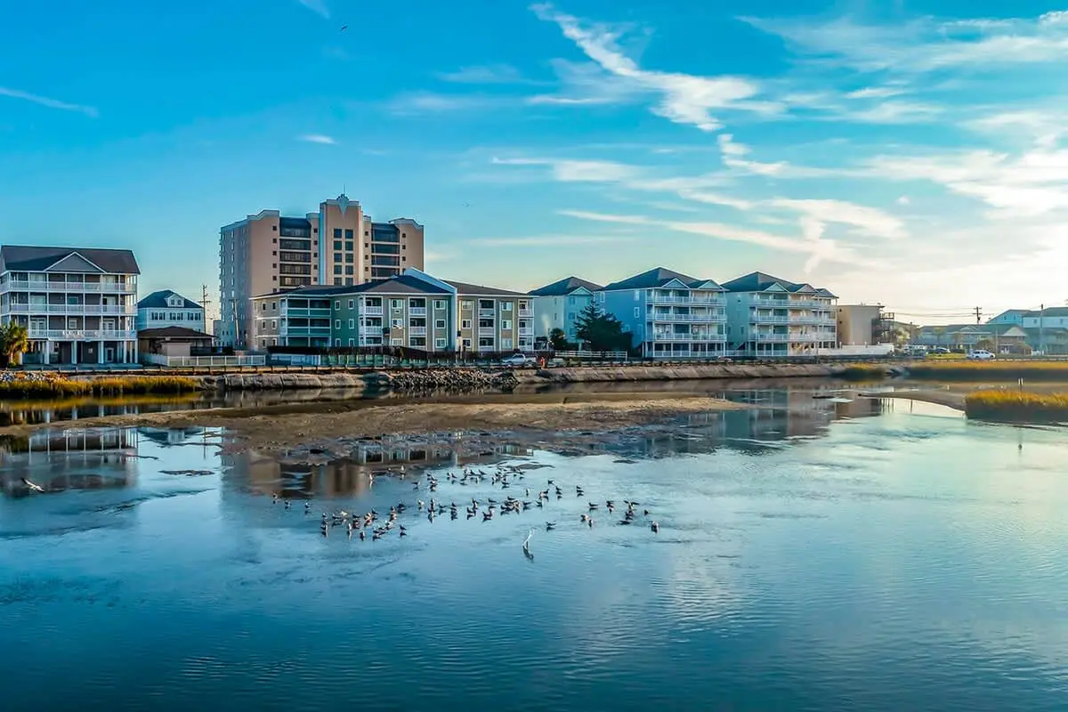 Cherry Grove Pelican's Watch
