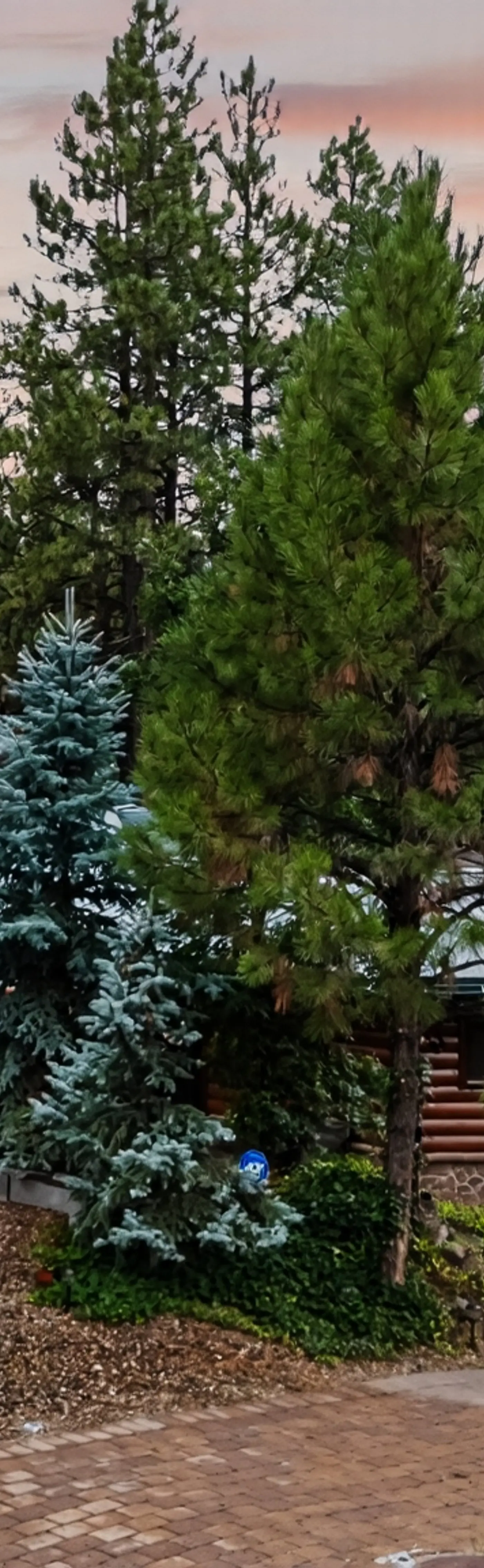 The Blue Spruce Log Cabin